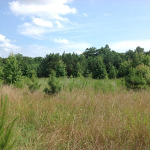Photo of SOLD!  2.3 Acres of Hunting Land for Sale in Suffolk VA!