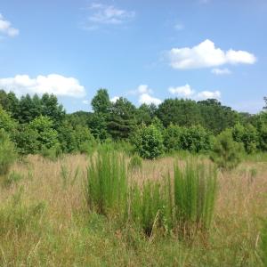 Photo of SOLD!  2.3 Acres of Hunting Land for Sale in Suffolk VA!