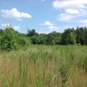 Photo of SOLD!  2.3 Acres of Hunting Land for Sale in Suffolk VA!