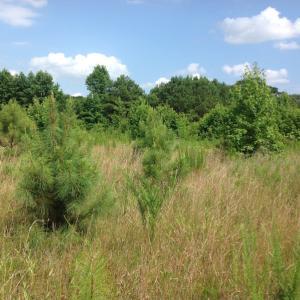 Photo of SOLD!  2.3 Acres of Hunting Land for Sale in Suffolk VA!