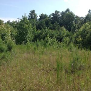 Photo of SOLD!  2.3 Acres of Hunting Land for Sale in Suffolk VA!