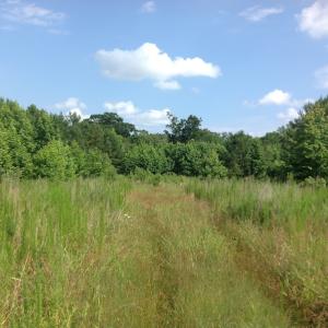 Photo of SOLD!  2.3 Acres of Hunting Land for Sale in Suffolk VA!
