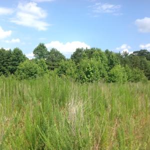 Photo of SOLD!  2.3 Acres of Hunting Land for Sale in Suffolk VA!