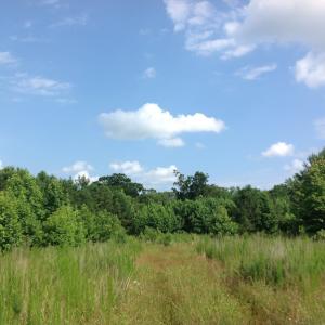 Photo of SOLD!  2.3 Acres of Hunting Land for Sale in Suffolk VA!