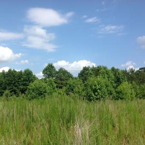 Photo of SOLD!  2.3 Acres of Hunting Land for Sale in Suffolk VA!