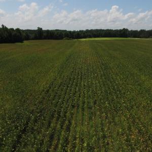 Photo of SOLD!  26.83 Acres of Farm Land With Pond For Sale In Edgecombe County NC!