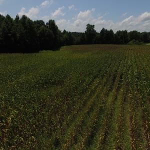 Photo of SOLD!  26.83 Acres of Farm Land With Pond For Sale In Edgecombe County NC!