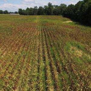 Photo of SOLD!  26.83 Acres of Farm Land With Pond For Sale In Edgecombe County NC!