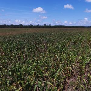 Photo of SOLD!  26.83 Acres of Farm Land With Pond For Sale In Edgecombe County NC!