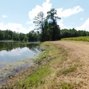 Photo of SOLD!  26.83 Acres of Farm Land With Pond For Sale In Edgecombe County NC!