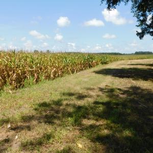 Photo of SOLD!  26.83 Acres of Farm Land With Pond For Sale In Edgecombe County NC!