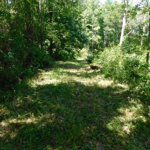 Photo of SOLD!  26.83 Acres of Farm Land With Pond For Sale In Edgecombe County NC!