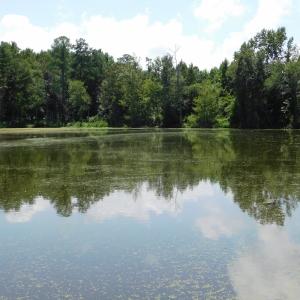 Photo of SOLD!  26.83 Acres of Farm Land With Pond For Sale In Edgecombe County NC!