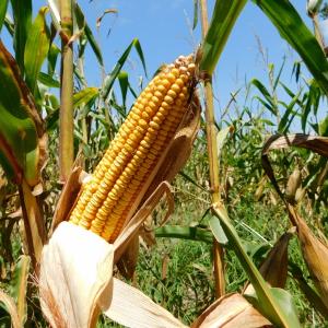 Photo of SOLD!  26.83 Acres of Farm Land With Pond For Sale In Edgecombe County NC!