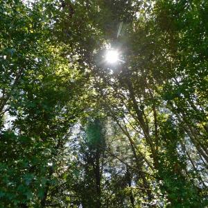Photo of SOLD!  26.83 Acres of Farm Land With Pond For Sale In Edgecombe County NC!