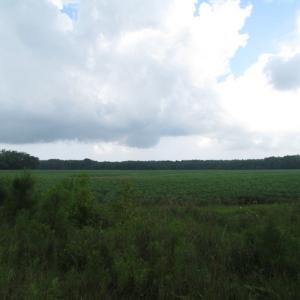 Photo of SOLD!  28 Acres of Hunting Land For Sale in Accomack County VA!
