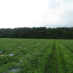 Photo of SOLD!  28 Acres of Hunting Land For Sale in Accomack County VA!