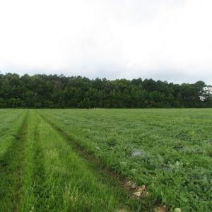 Photo of SOLD!  28 Acres of Hunting Land For Sale in Accomack County VA!