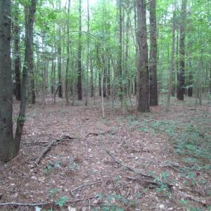 Photo of SOLD!  28 Acres of Hunting Land For Sale in Accomack County VA!
