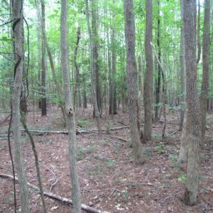 Photo of SOLD!  28 Acres of Hunting Land For Sale in Accomack County VA!