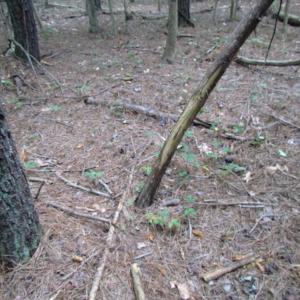 Photo of SOLD!  28 Acres of Hunting Land For Sale in Accomack County VA!