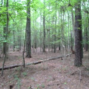 Photo of SOLD!  28 Acres of Hunting Land For Sale in Accomack County VA!