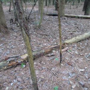 Photo of SOLD!  28 Acres of Hunting Land For Sale in Accomack County VA!