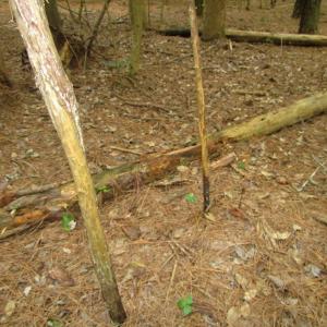 Photo of SOLD!  28 Acres of Hunting Land For Sale in Accomack County VA!