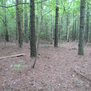 Photo of SOLD!  28 Acres of Hunting Land For Sale in Accomack County VA!