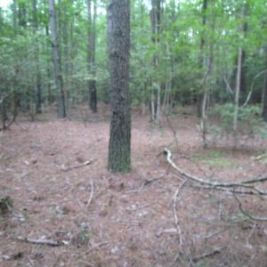 Photo of SOLD!  28 Acres of Hunting Land For Sale in Accomack County VA!