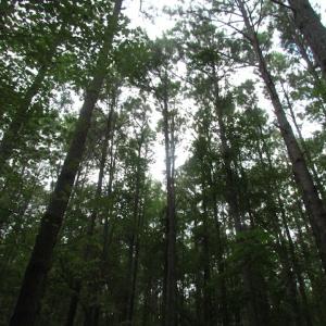 Photo of SOLD!  28 Acres of Hunting Land For Sale in Accomack County VA!