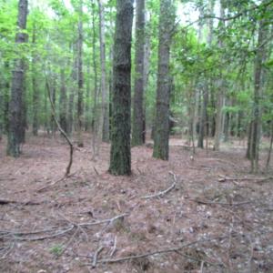 Photo of SOLD!  28 Acres of Hunting Land For Sale in Accomack County VA!
