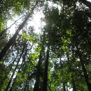 Photo of SOLD!  28 Acres of Hunting Land For Sale in Accomack County VA!