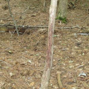 Photo of SOLD!  28 Acres of Hunting Land For Sale in Accomack County VA!