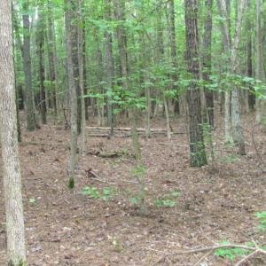 Photo of SOLD!  28 Acres of Hunting Land For Sale in Accomack County VA!