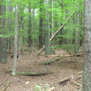 Photo of SOLD!  28 Acres of Hunting Land For Sale in Accomack County VA!