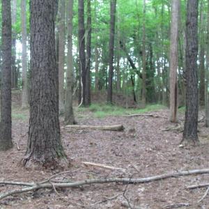 Photo of SOLD!  28 Acres of Hunting Land For Sale in Accomack County VA!