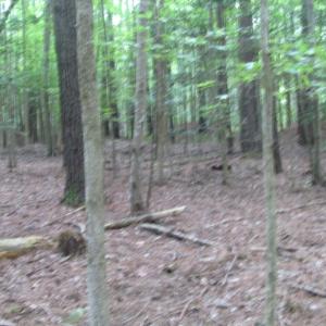 Photo of SOLD!  28 Acres of Hunting Land For Sale in Accomack County VA!