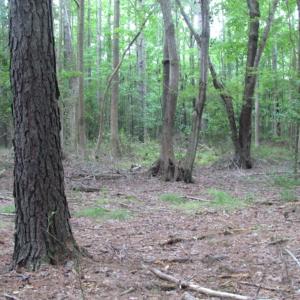 Photo of SOLD!  28 Acres of Hunting Land For Sale in Accomack County VA!