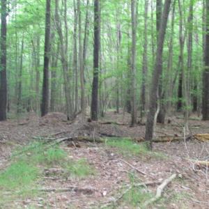 Photo of SOLD!  28 Acres of Hunting Land For Sale in Accomack County VA!