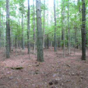 Photo of SOLD!  28 Acres of Hunting Land For Sale in Accomack County VA!