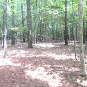 Photo of SOLD!  28 Acres of Hunting Land For Sale in Accomack County VA!