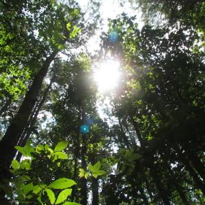 Photo of SOLD!  28 Acres of Hunting Land For Sale in Accomack County VA!