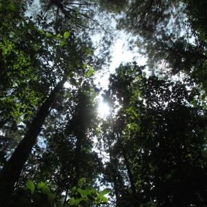 Photo of SOLD!  28 Acres of Hunting Land For Sale in Accomack County VA!