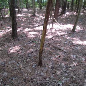 Photo of SOLD!  28 Acres of Hunting Land For Sale in Accomack County VA!