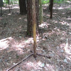 Photo of SOLD!  28 Acres of Hunting Land For Sale in Accomack County VA!
