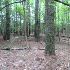 Photo of SOLD!  28 Acres of Hunting Land For Sale in Accomack County VA!