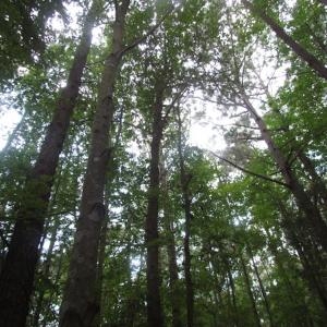 Photo of SOLD!  28 Acres of Hunting Land For Sale in Accomack County VA!