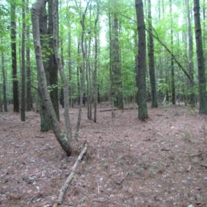 Photo of SOLD!  28 Acres of Hunting Land For Sale in Accomack County VA!