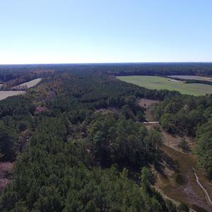Photo of SOLD!  63 Acres of Waterfront Hunting Land For Sale in Accomack County VA!